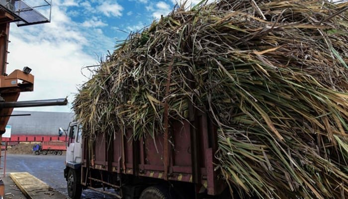 Période De Coupe: Camions surchargés, habitants dans la mélasse, mesures bagasse