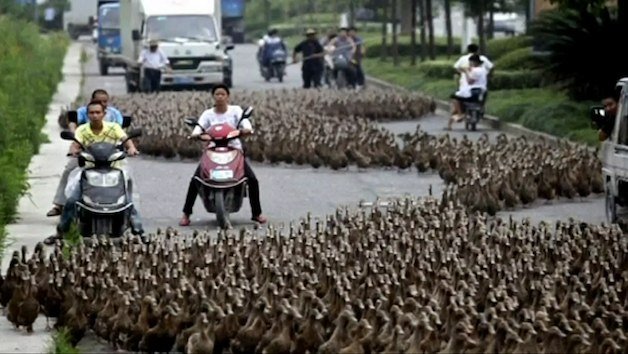 Watch A Paddle Of 5,000 Ducks Disrupt Chinese Traffic