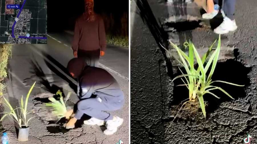 Insolite à Goodlands : des arbres plantés dans des nids-de-poule pour dénoncer l'état lamentable des routes