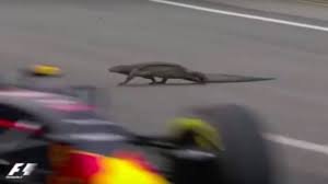 "There's a giant lizard on the track."