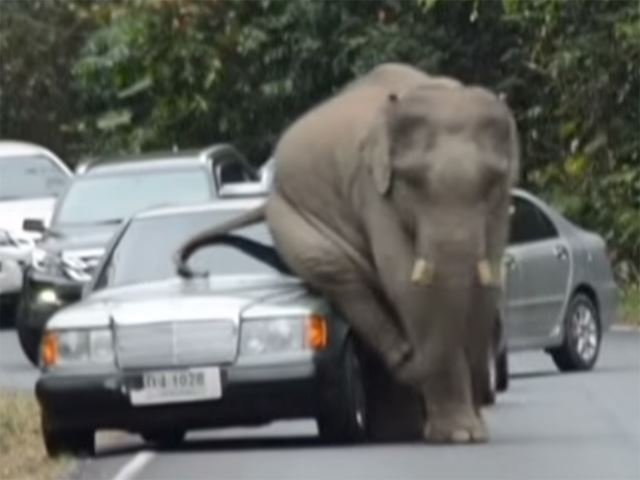 Um, Yeah, So Here's a Wild Elephant Wiping Its Ass on a Mercedes
