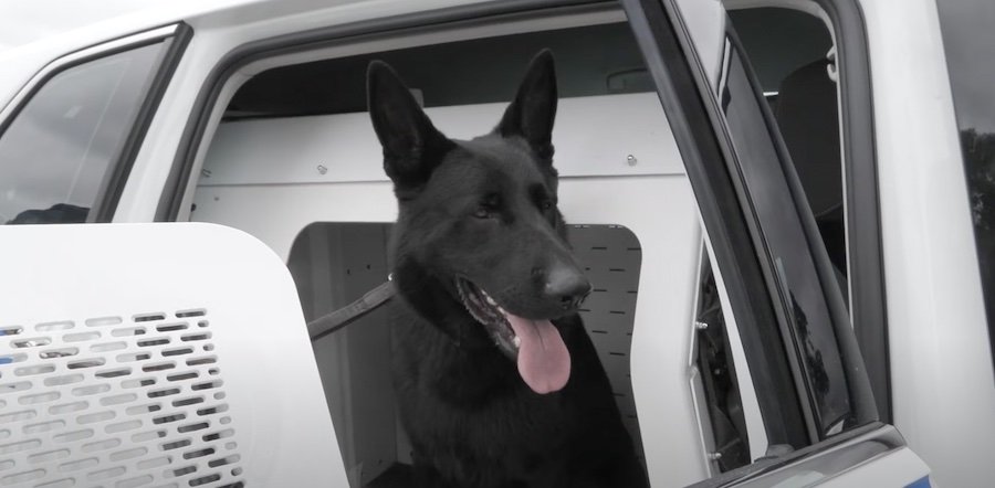 Australian Police Dogs In Volkswagen Tiguan Get Air Conditioning