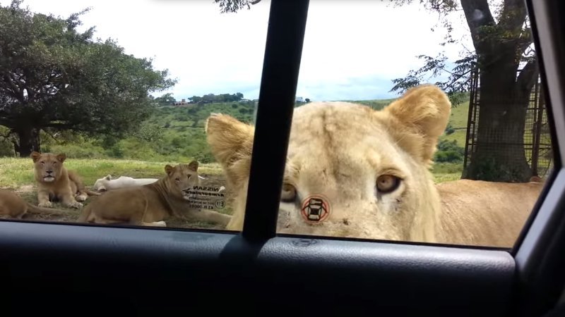 Lion Reminds Tourists to Always Lock Car Doors in Safari Parks