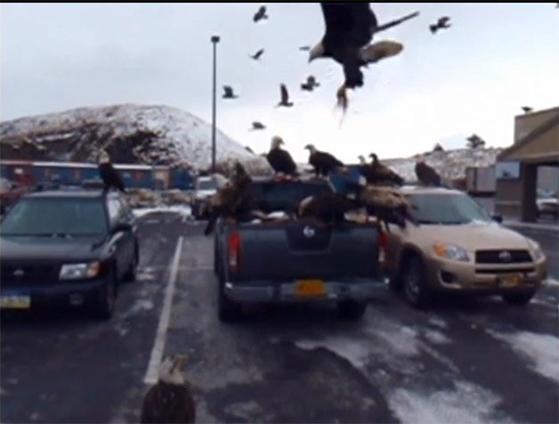 Convocation of Eagles Takes Over Bed of Nissan Pickup