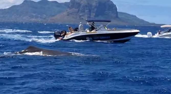 ‘Dolphin and whalewatching’ : 278 embarcations devront bientôt se plier aux nouvelles réglementations pour protéger les cétacés