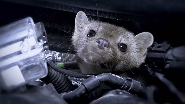 Audi Wiring Cars With Cameras to See How Ferret-Like Creatures Tear Them Apart
