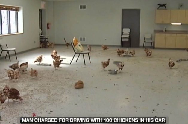 Man Jailed 180 Days for Drunk Driving with 100 Chickens 