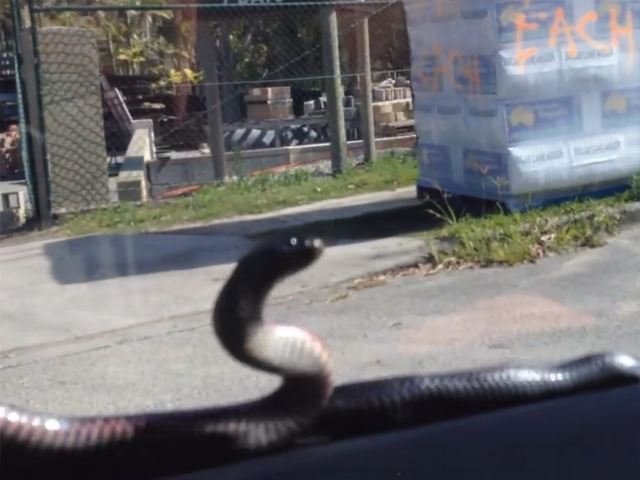 Snakes On A Car Is Also Pretty Scary