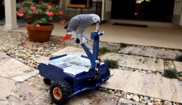 Watch A Parrot Named Pepper Drive His Own Custom Bird Buggy