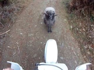 Dirt Biker Gets Knocked on His Ass By a Ram