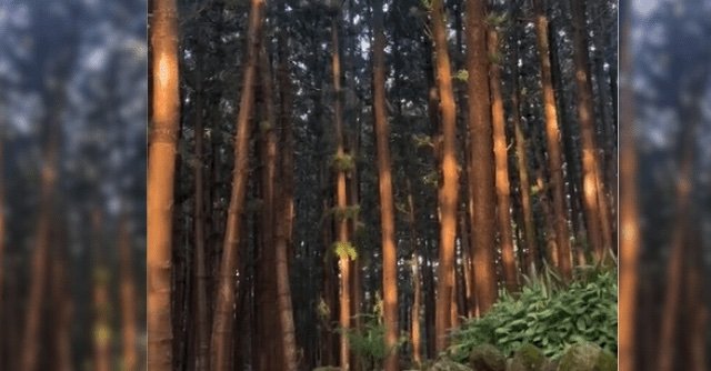 Un groupe d’individus s’amusent à lancer des pierres sur les véhicules près de la forêt Daruty