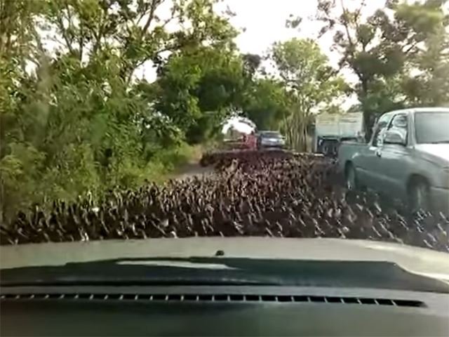 What the Duck? 100,000 Ducks Take Over Thai Streets 