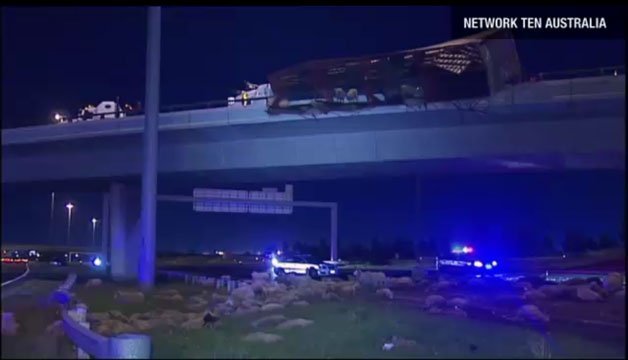 Truck Crashes on Overpass, Rains Sheep Down on Motorists