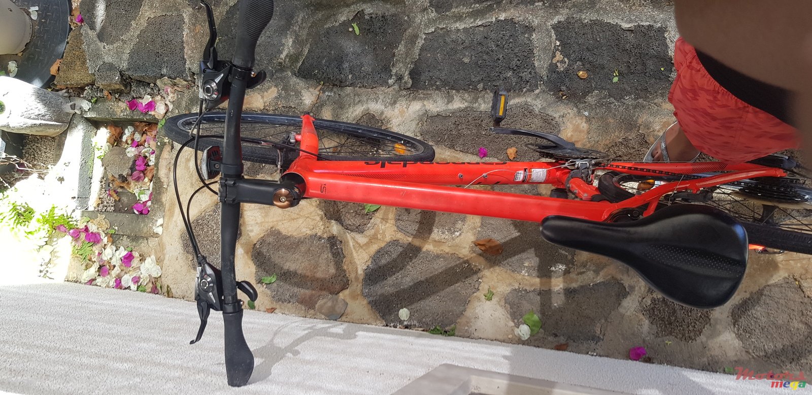 2019' Cannondale photo #4