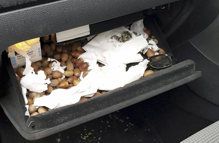 'Squirrel squatters' go nuts in man's car