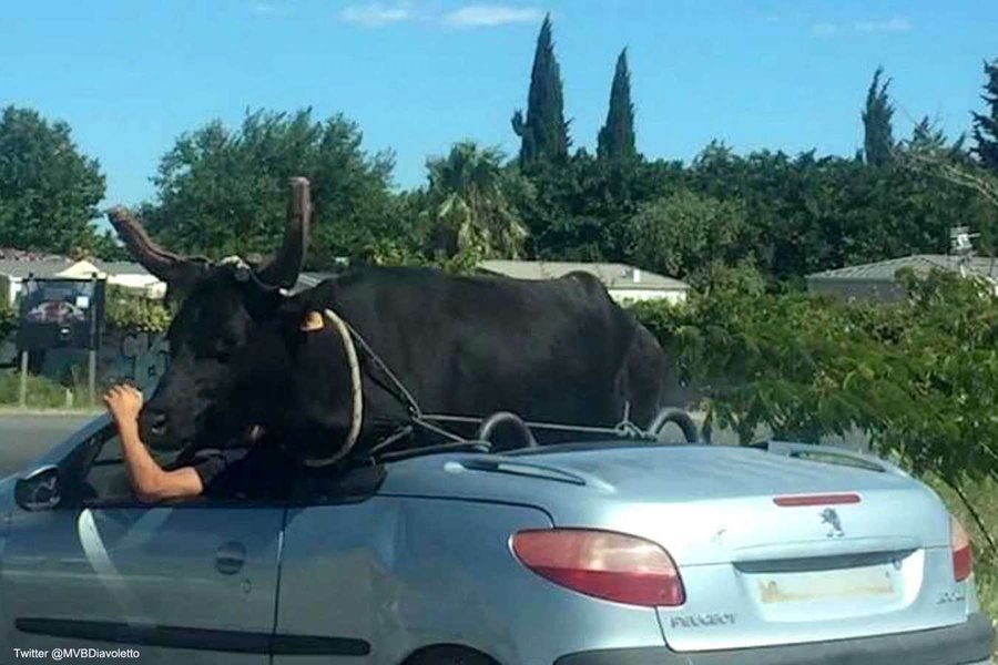 Il transporte un taureau... dans sa Peugeot 206 CC !