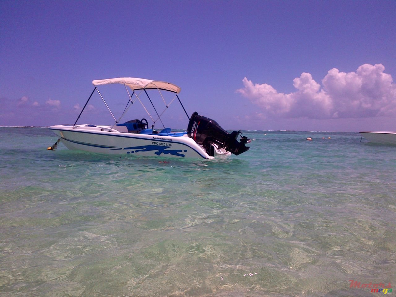 2013' Cobra photo #1