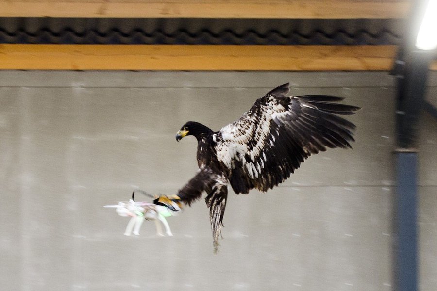 Dutch Police are Training Eagles to Murder Illegal Drones
