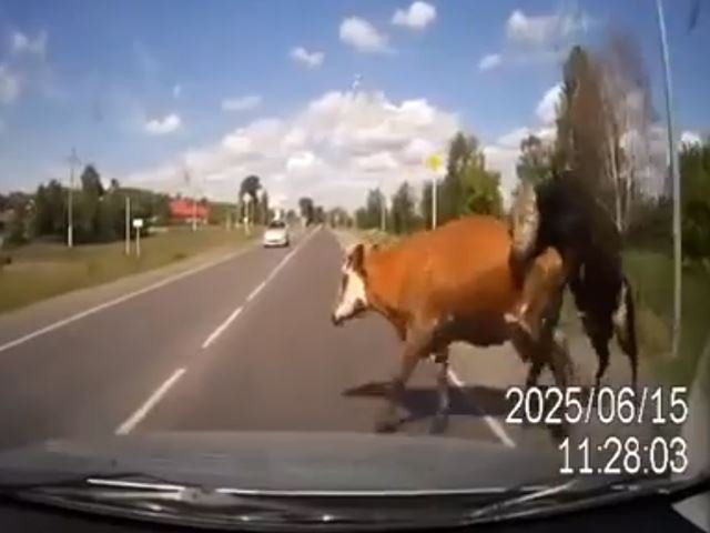 Car Crashes into Humping Cows (Seriously)