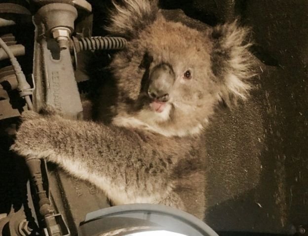 Koala survives 10-mile (16 km) ride clinging to the underside of a 4x4