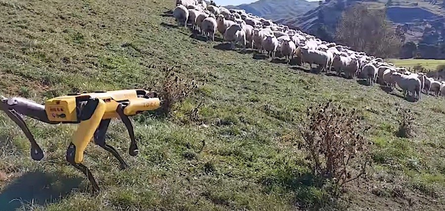 Here Is a Robot Going All Shepherd on a Bunch of Sheep