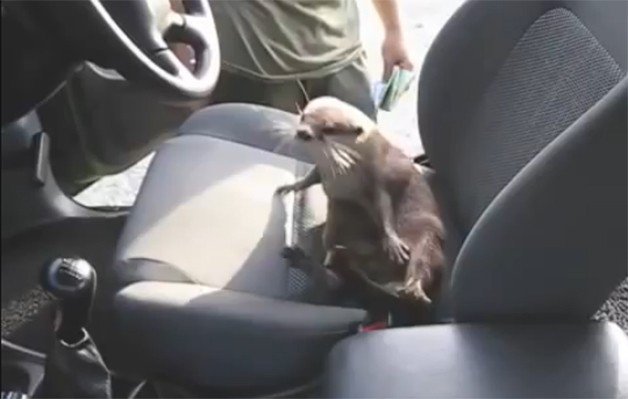 Playful Otter Makes Bid For World's Cutest Hitchhiker