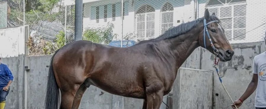 Cheval à Camélia, Bambous : Shah Akbar, ancien coursier de l’écurie Allet sera transféré dans un shelter à Belle-Mare