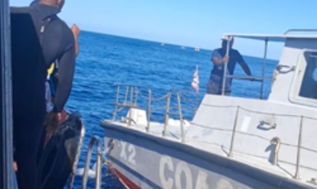 Baignades illégales avec les baleines : 35 contraventions dressées en mer
