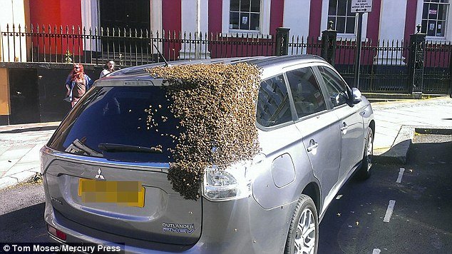 Swarm Of 20,000 Bees Follows Car Around For Two Days After Their Queen Gets Stuck In The Boot
