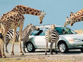 5 Crazy Animal-Car Encounters