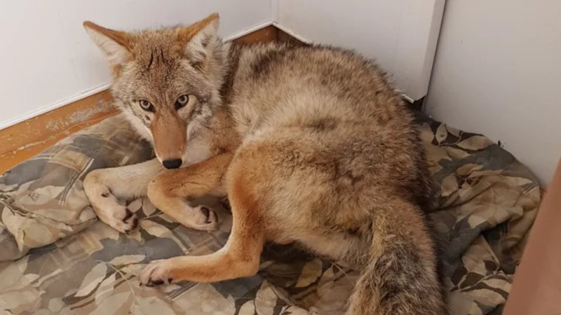 Man finds the coyote he hit sitting behind the wheel of his car