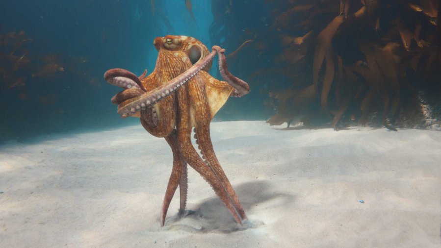 BMW Says Its Neue Klasse Cars Are Like Octopuses, But Better