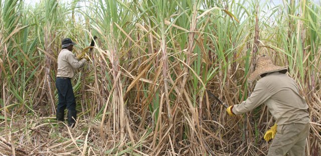 Biodiesel From Mauritian Sugar Cane 
