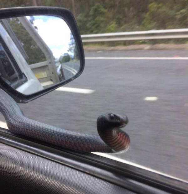 Snakes On A Pane: Aussie Ute Driver Gets Surprise Passenger
