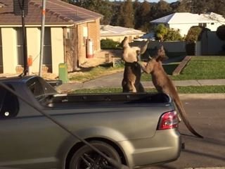 Australian Road Rage: Kangaroos Caught Boxing in Front of a Ute