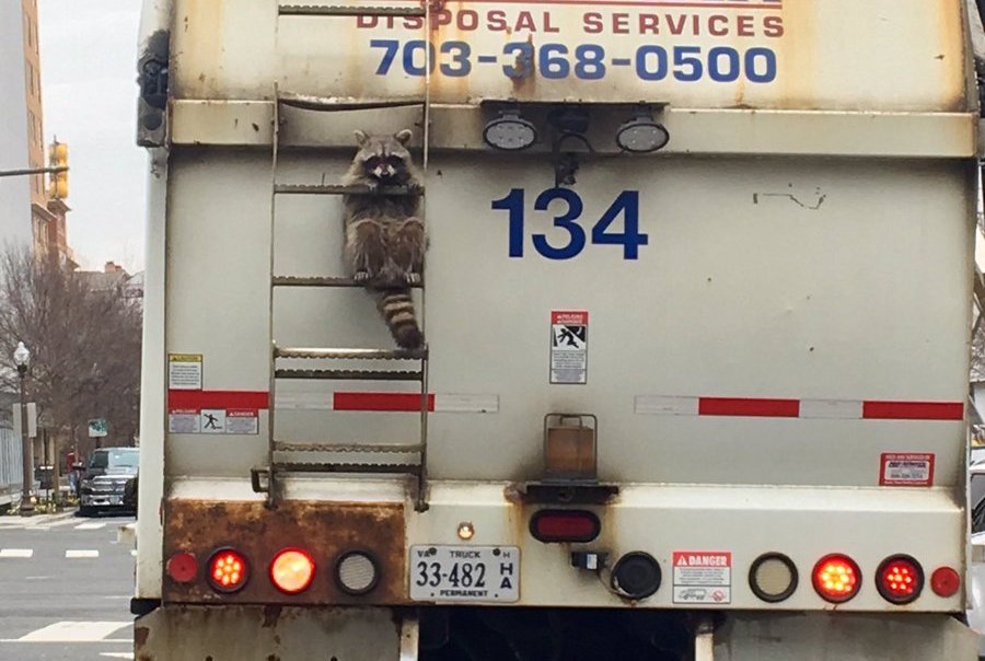 Chill raccoon hitches a ride on a garbage truck, steals some hearts, remains unfazed