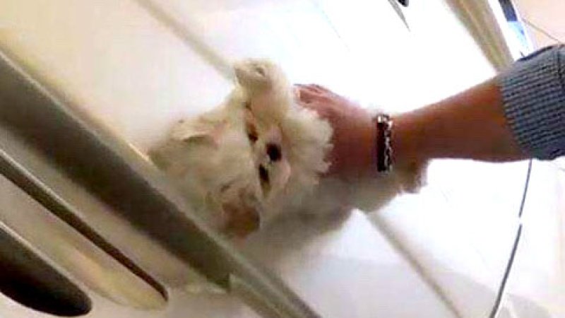 Rich kid uses puppy to polish Maserati as Internet howls