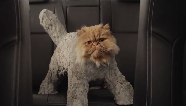 This Cat Thinks The Toyota Corolla Is To Die For