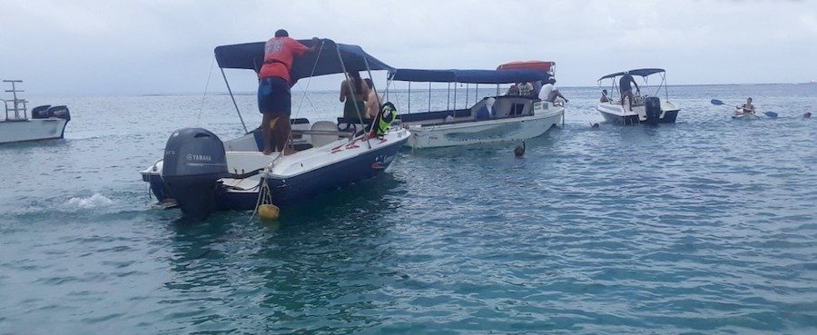 Plongée avec des tortues de mer : ces “speed boats” sillonnant le lagon à vive allure dénoncés