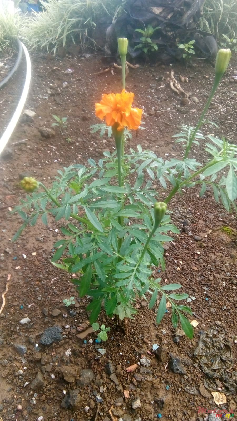 2012' Mitsubishi Refrigerated truck photo #1