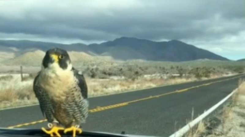 Falcon hitches ride on man's windshield in SoCal desert
