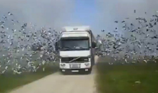This Volvo Truck is for the Birds... Literally