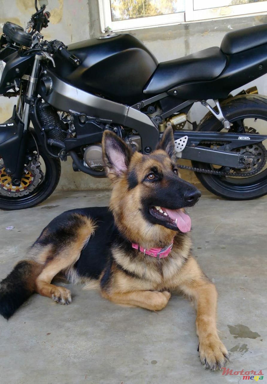 2009' Kawasaki photo #1