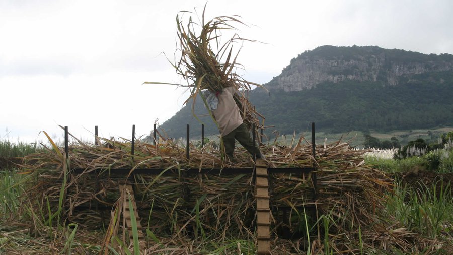 Hausse des prix du carburant : les travailleurs de l’industrie sucrière réclament un ajustement de leur allocation transport