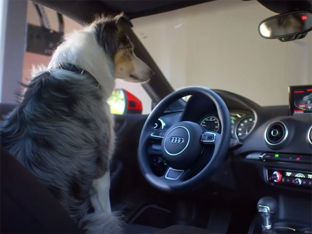 Audi Proves Even A Dog Can Park Your Car Using New Smartwatch Technology