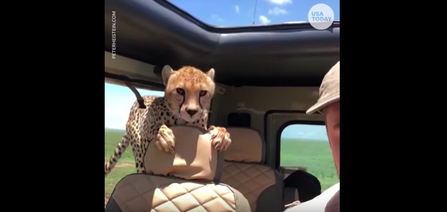Cheetah mistakes a Land Rover for a Jaguar