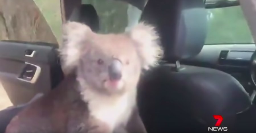 Un koala s'invite dans sa voiture