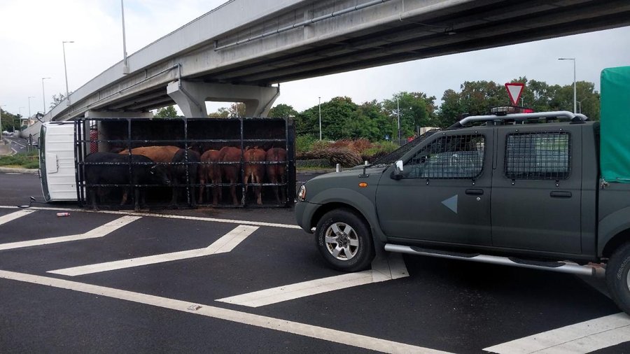 Chebel : Un camion de bétail fait un accident près du SAJ Bridge