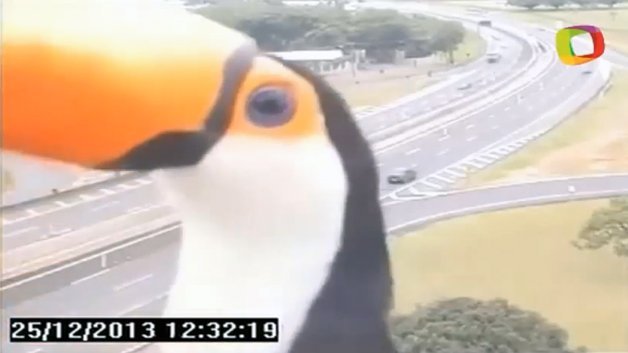 Toucan Meets Traffic Cam in Brazil