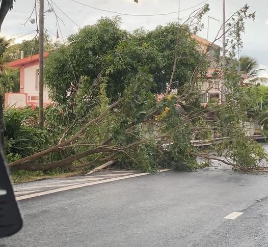 Un arbre est tombé sur la route principale, juste après le rond-point de Calebasses, en direction de Port-Louis